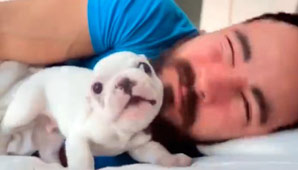 Furor en la web por tierno bulldog que no deja dormir a su dueño Furor en la web por tierno bulldog que no deja dormir a su dueño