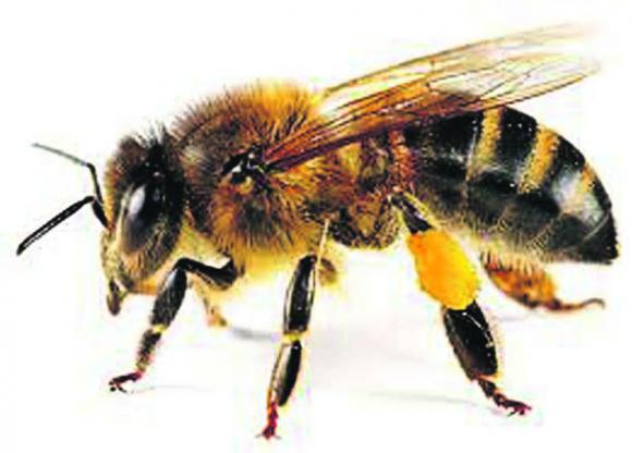 El insecticida imidacloprid, con riesgos para las abejas El insecticida imidacloprid, con riesgos para las abejas