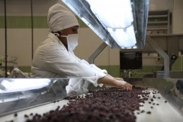 El Niño y la inflación marcan la cancha de la pasa de uva El Niño y la inflación marcan la cancha de la pasa de uva