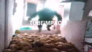 Jóvenes matan a 72 cerdos lanzándose sobre ellos Jóvenes matan a 72 cerdos lanzándose sobre ellos