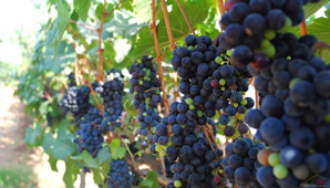 Puntos de partida para la reconversión de los viñedos Puntos de partida para la reconversión de los viñedos