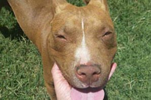 Robaron un pitbull de una casa y quedó filmado Robaron un pitbull de una casa y quedó filmado