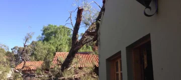 Por la intensa tormenta, seis casas de Rivadavia sufrieron roturas en los techos tras la caída de árboles Por la intensa tormenta, seis casas de Rivadavia sufrieron roturas en los techos tras la caída de árboles