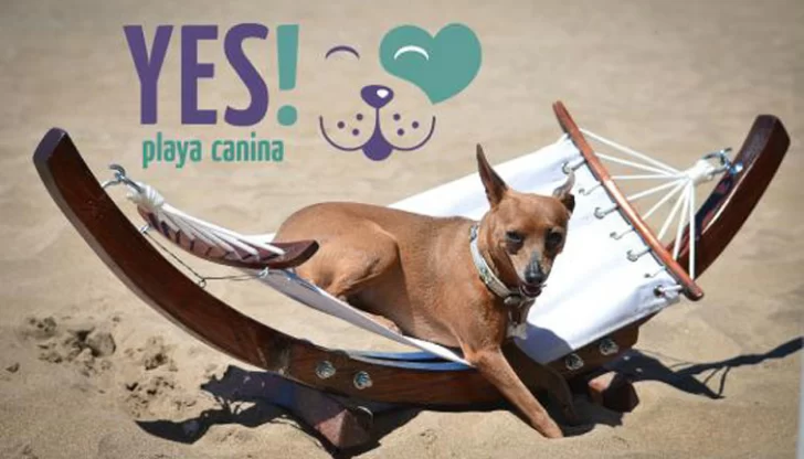 Un balneario para perros Un balneario para perros