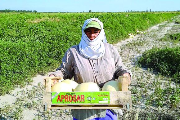 La experiencia de Aprosar, con los melones de Media Agua La experiencia de Aprosar, con los melones de Media Agua