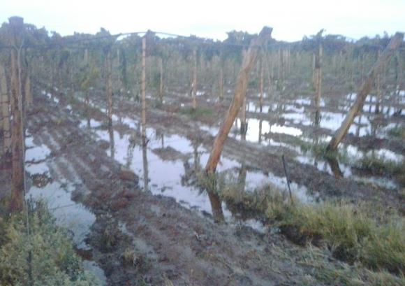 Postergan la cosecha mínimo por cuatro días Postergan la cosecha mínimo por cuatro días