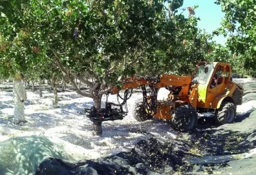 Agregan valor al pistacho de San Juan elaborando aceites Agregan valor al pistacho de San Juan elaborando aceites