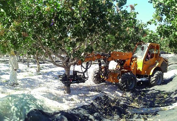 Agregan valor al pistacho de San Juan elaborando aceites Agregan valor al pistacho de San Juan elaborando aceites