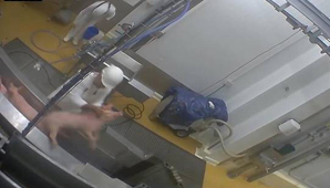 Indignación por maltrato animal en una granja “ecológica” Indignación por maltrato animal en una granja “ecológica”