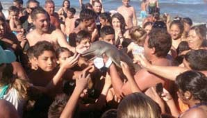 Video: así sacaban del mar al delfín bebé de Santa Teresita Video: así sacaban del mar al delfín bebé de Santa Teresita