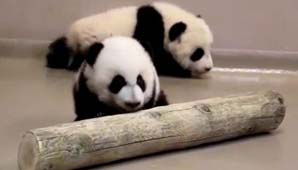 Pequeños pandas en cautiverio enternecen en sus primeros pasos Pequeños pandas en cautiverio enternecen en sus primeros pasos