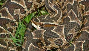 Una yarará mordió a una chica de 12 años en un club Una yarará mordió a una chica de 12 años en un club