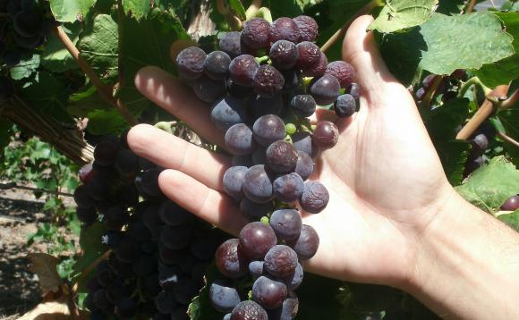 En la búsqueda de variedades autóctonas En la búsqueda de variedades autóctonas