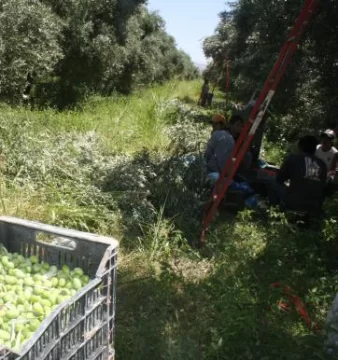 Repuntó el aceite de oliva y hay buenas expectativas Repuntó el aceite de oliva y hay buenas expectativas