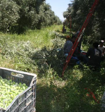 Repuntó el aceite de oliva y hay buenas expectativas Repuntó el aceite de oliva y hay buenas expectativas
