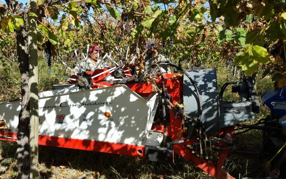 La cosechadora sanjuanina es más rápida y económica La cosechadora sanjuanina es más rápida y económica