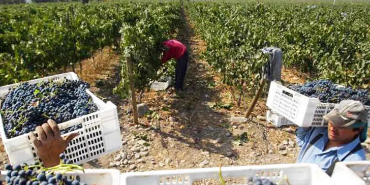 Se desploma la cosecha en Mendoza y en San Juan también se espera una producción baja Se desploma la cosecha en Mendoza y en San Juan también se espera una producción baja