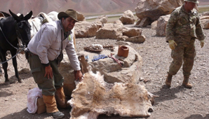 Seis crianceros chilenos multados por portación de armas y matanza de animales Seis crianceros chilenos multados por portación de armas y matanza de animales