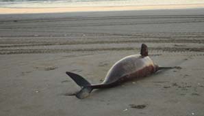 En un balneario de la Costa Atlántica aparecieron 23 delfines muertos En un balneario de la Costa Atlántica aparecieron 23 delfines muertos