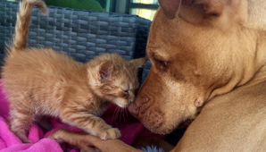 La amistad más tierna La amistad más tierna