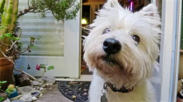 ¿Tenés visitas y tu perro se porta mal? No desesperes ¿Tenés visitas y tu perro se porta mal? No desesperes