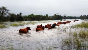 Afirman que la carne subirá si continúan las lluvias intensas Afirman que la carne subirá si continúan las lluvias intensas