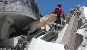 Un perro rescatista falleció luego de salvar varias vidas en Ecuador Un perro rescatista falleció luego de salvar varias vidas en Ecuador