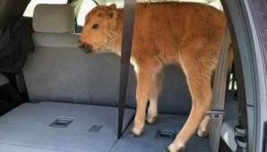 Quisieron ayudar a un bisonte y terminaron sacrificándolo Quisieron ayudar a un bisonte y terminaron sacrificándolo