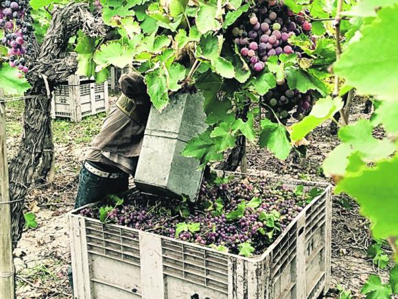 Mostera local recolectó el 84% de la uva con cosecha asistida Mostera local recolectó el 84% de la uva con cosecha asistida