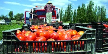 Buenas y malas de la campaña de tomates para conserveras Buenas y malas de la campaña de tomates para conserveras