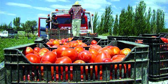Buenas y malas de la campaña de tomates para conserveras Buenas y malas de la campaña de tomates para conserveras