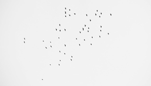 Aparecen 49 aves volando sobre un memorial para las víctimas Aparecen 49 aves volando sobre un memorial para las víctimas