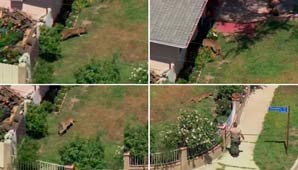 Madre peleó con un puma para salvar a su hijo de cinco años Madre peleó con un puma para salvar a su hijo de cinco años