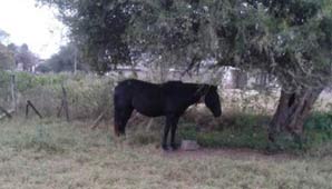 Nene de 8 años murió arrastrado y pateado por un caballo Nene de 8 años murió arrastrado y pateado por un caballo