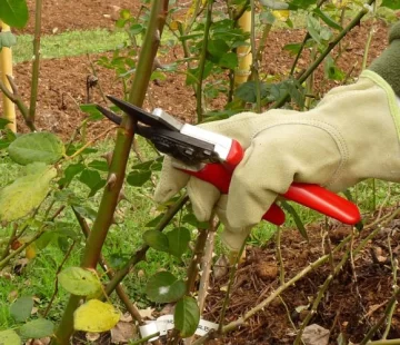 Tarea de invierno Tarea de invierno