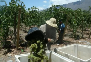 La venta de uva a Mendoza movió más precio que volumen La venta de uva a Mendoza movió más precio que volumen