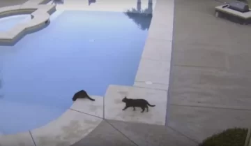 Gato traicionero Gato traicionero