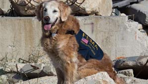 Despidieron con honores a la última perra rescatista del atentado a las Torres, antes de sacrificarla Despidieron con honores a la última perra rescatista del atentado a las Torres, antes de sacrificarla