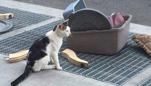 Abandonaron a su gato en la calle: el curioso ‘gesto’ de sus dueños Abandonaron a su gato en la calle: el curioso ‘gesto’ de sus dueños