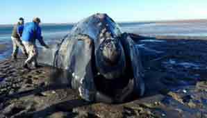 Desesperación en Viedma por una ballena austral encallada Desesperación en Viedma por una ballena austral encallada