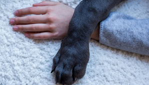 Día Nacional del Perro Día Nacional del Perro