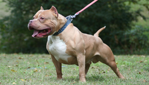 Murió tras ser atacada por pitbull Murió tras ser atacada por pitbull