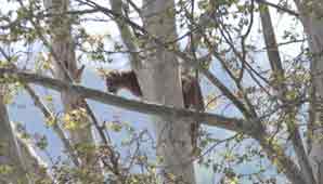 Temor en Albardón: hallan perros muertos y todo apunta a un puma Temor en Albardón: hallan perros muertos y todo apunta a un puma