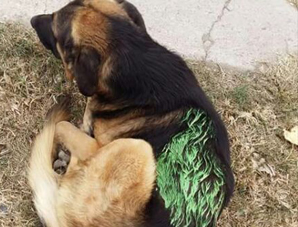 Revuelo en las redes sociales porque aseguran que municipales pintaron a perros Revuelo en las redes sociales porque aseguran que municipales pintaron a perros
