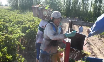 Ven ‘difícil’ que vuelva el blanqueo de cosechadores Ven ‘difícil’ que vuelva el blanqueo de cosechadores