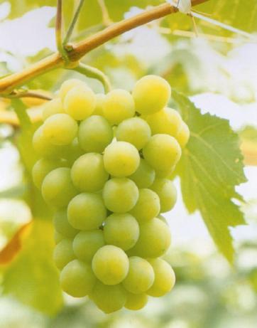 Torrontés, de estirpe argentina Torrontés, de estirpe argentina