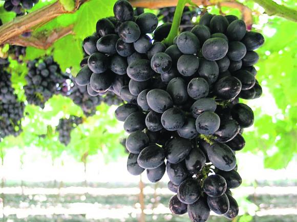 Autumn Crip y Adora Seedless, nuevas variedades de mesa Autumn Crip y Adora Seedless, nuevas variedades de mesa