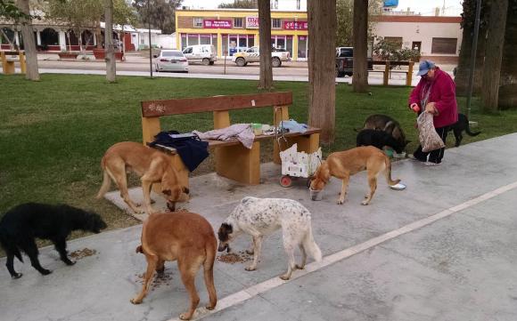 Es jubilada y su mejor trabajo es cocinar diariamente para 15 perros Es jubilada y su mejor trabajo es cocinar diariamente para 15 perros