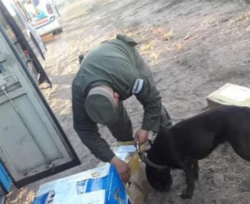 En encomienda, mandó droga En encomienda, mandó droga