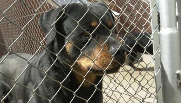 Una mujer murió atacada por sus dos perros Rottweiler Una mujer murió atacada por sus dos perros Rottweiler